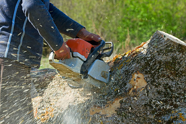 The Steps Involved in Our Tree Care Process in Dilley, TX